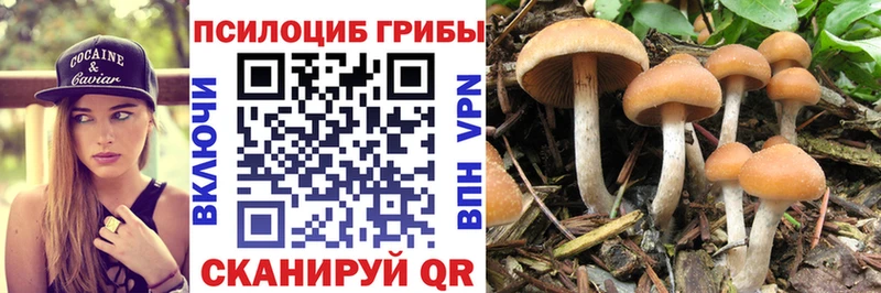 Псилоцибиновые грибы Psilocybe Усть-Лабинск